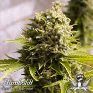 Humboldt Seed Organization AUTOMATIC Bubba Cheese